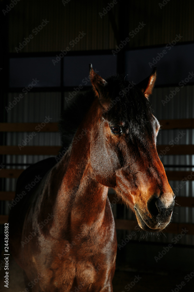 Obraz premium Portrit eleganckiego brązowego konia ze światłem studyjnym