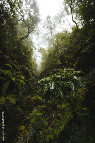 Madeira jungle © Radim