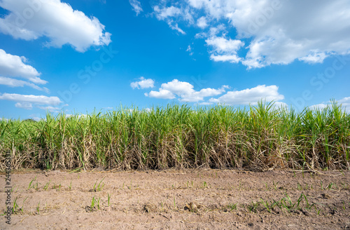 sugarcane plant, field with spring sky landscape.