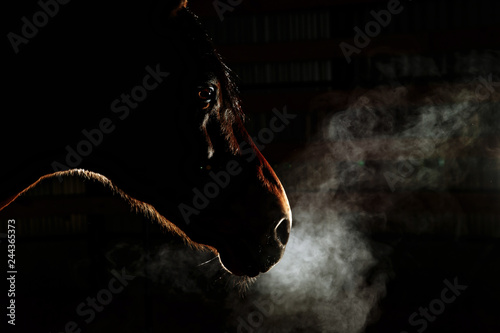 Silhouette of a gray Andalusian horse with long mane and steam from nostrils isolated on black background