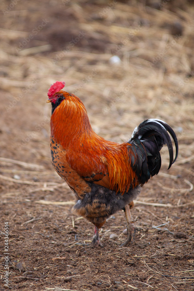 red cock on the field red cock on the field