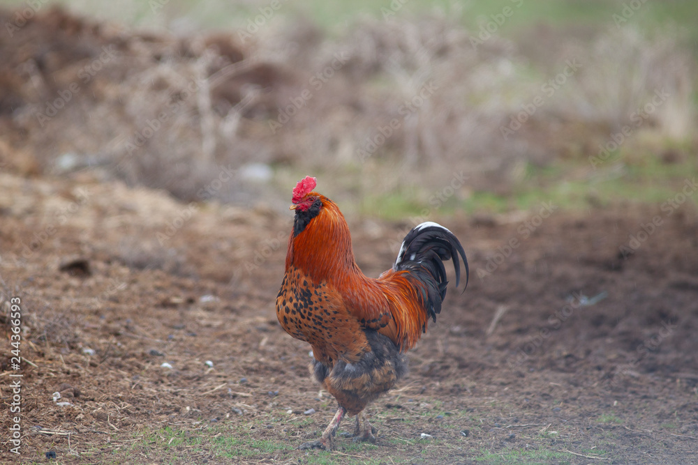 Fototapeta premium red cock on the field