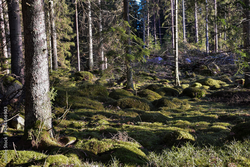 Obraz premium Sunlit mossy forest ground
