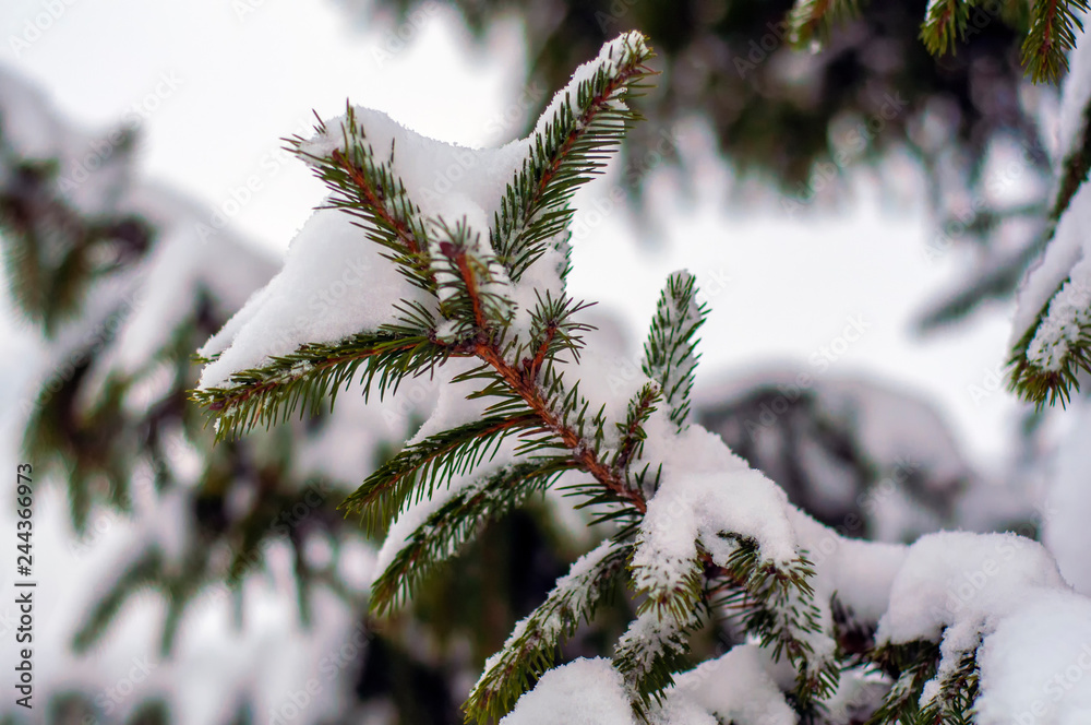 Spruce covered with snow outdoors background Spruce covered with snow outdoors background