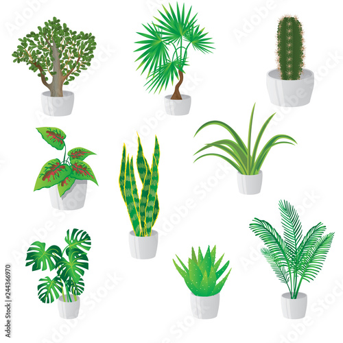 Set of homemade green plants in colorful pots isolated on white.