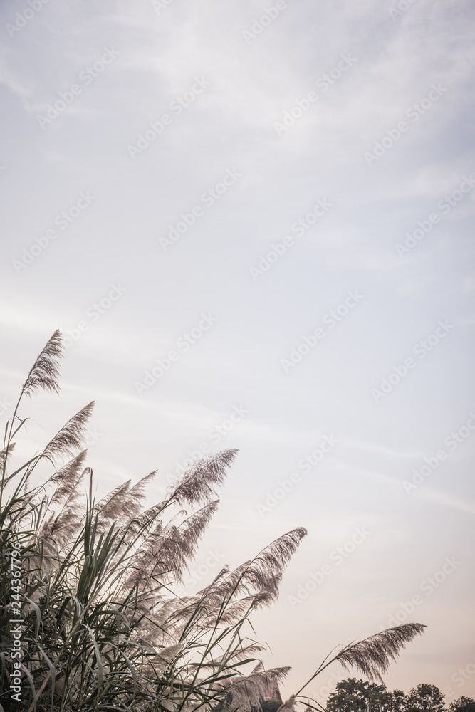 Obraz premium Natural background of green grass and sky. Selective focus.