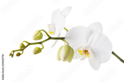 Blooming white orchid isolated from the background. Branch of beautiful blooming flowers close-up