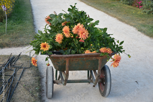 Fototapeta Naklejka Na Ścianę i Meble -  Brouette de dahlias orange au jardin