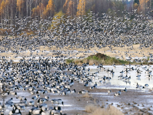 Foto barnacle goose in autumn