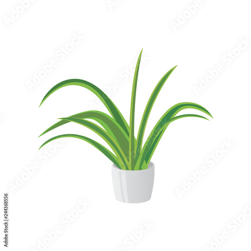 Homemade cute home plant in a beautiful colorful pot.
