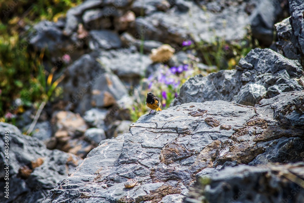 bird on the rock. bird in the mountains bird on the rock. bird in the mountains
