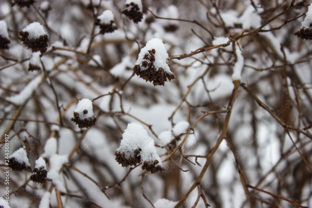 berries on burning bush branch covered with snow, close up berries on burning bush branch covered with snow, close up