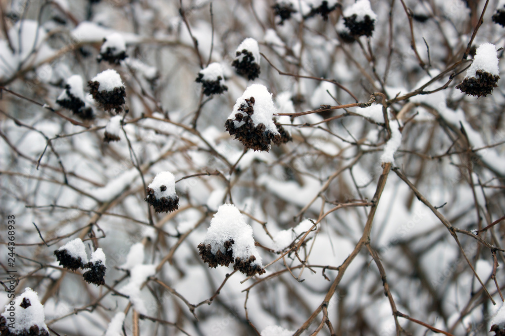 berries on burning bush branch covered with snow, close up berries on burning bush branch covered with snow, close up
