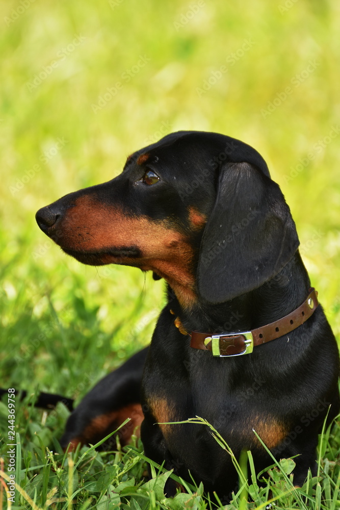 Dachshund, Teckel  dog