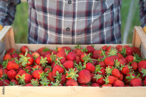 Farmer holding crate full of fresh organic strawberries. Focus on strawberry fruit.