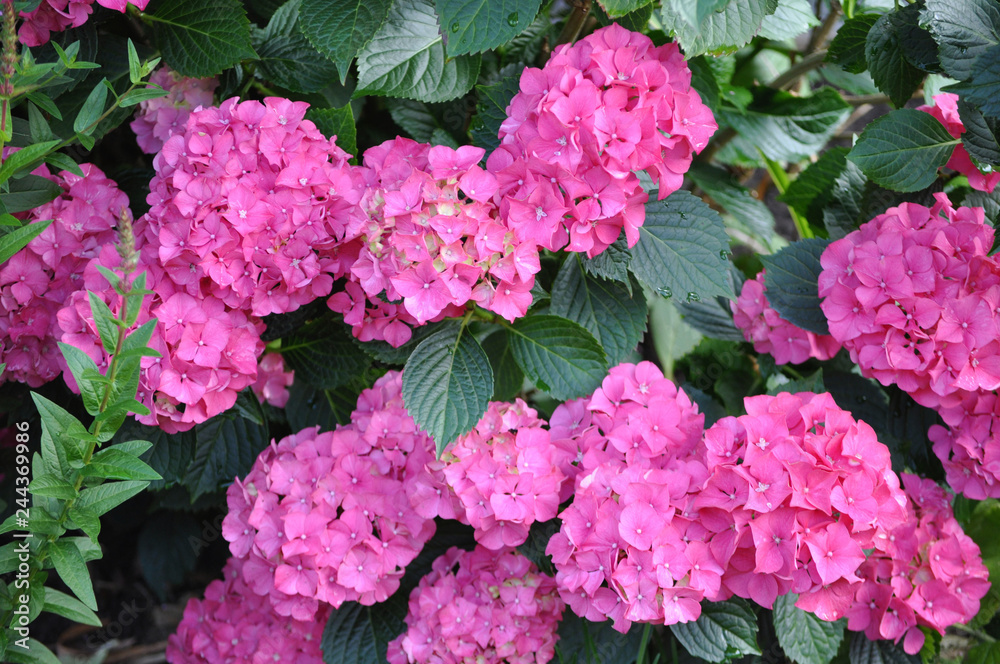 Pink and yellow Hortensia bush in the garden,Hydrangea Pink and yellow Hortensia bush in the garden,Hydrangea