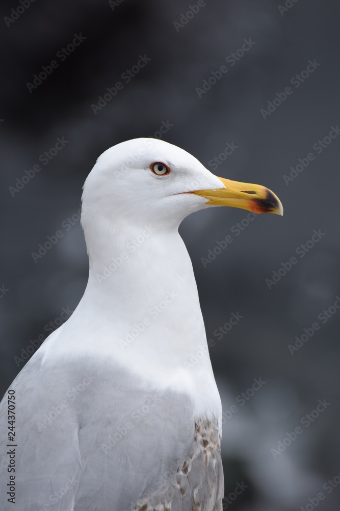 European Herring gull, Larus Argentatus
