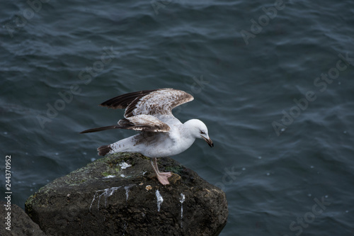 gull, pescarus,Möwe, gabbiano,in Constanta ,Romania photo