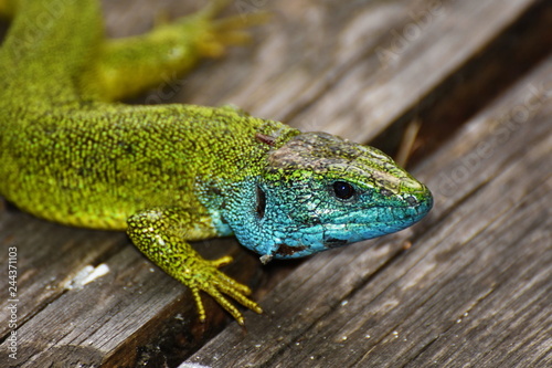 lizard curious in grass guster Lacerta trilineata