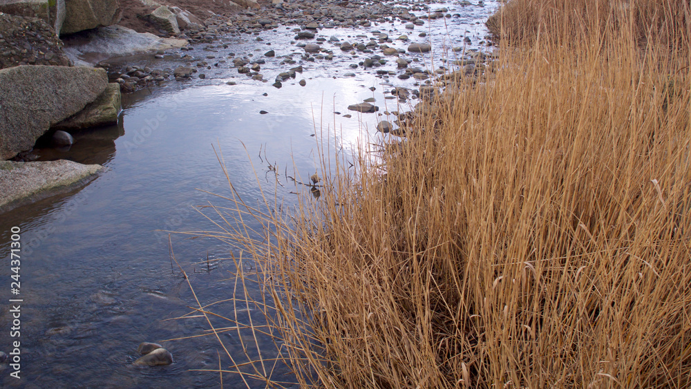 Stream to the sea passing through reeds and over stones Stream to the sea passing through reeds and over stones