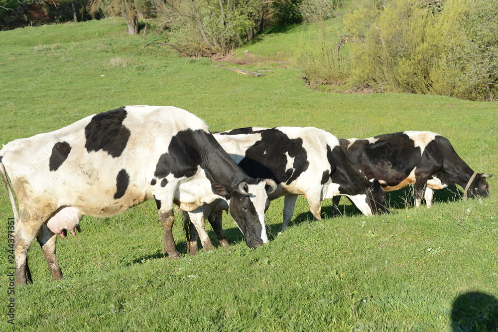 пастбище коров в деревне