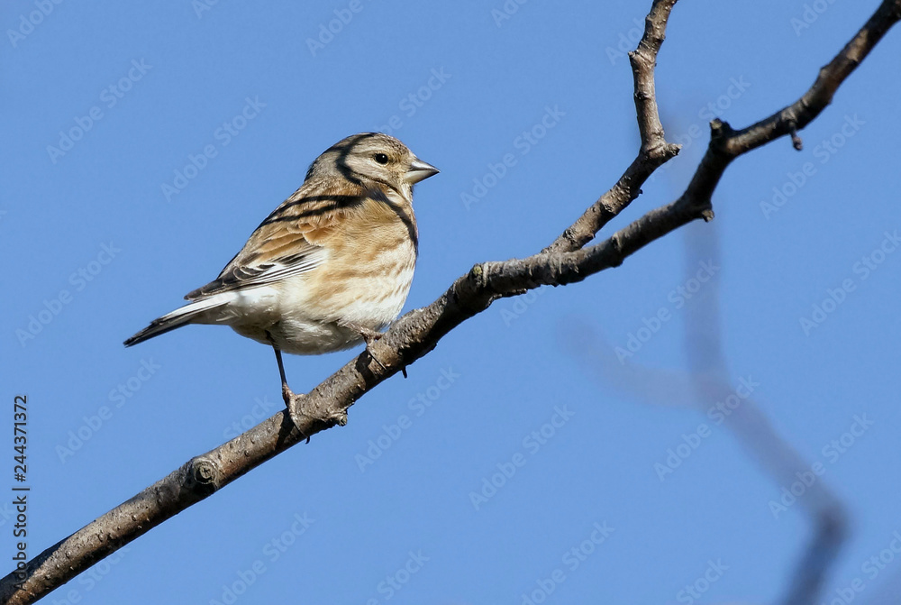 Naklejka premium Common Linnet