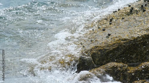 Crab and rockskippers on the rock at the beach photo