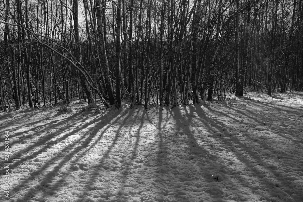 Naklejka premium Winter snow forest landscape rural nature