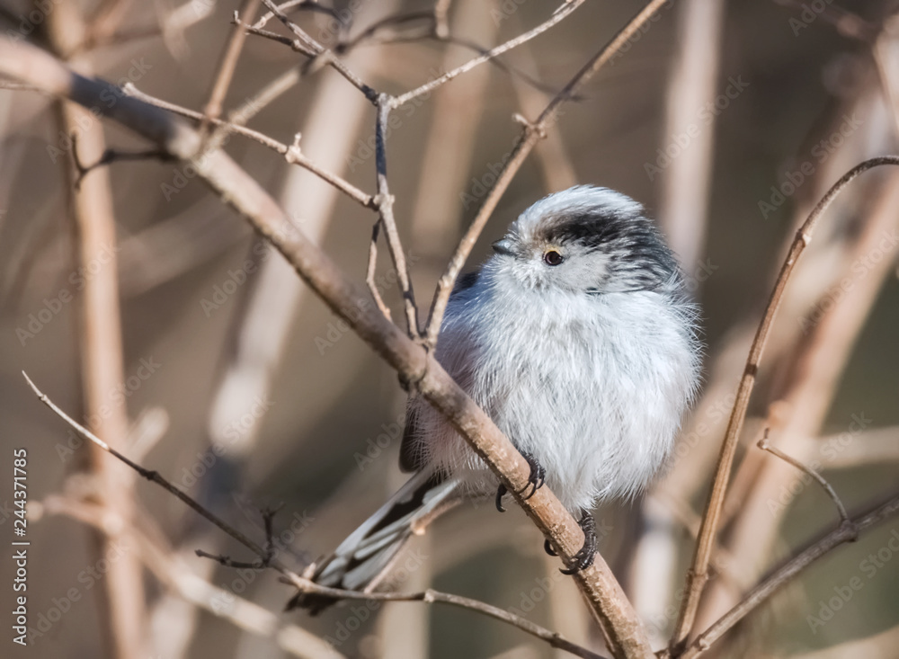 Fototapeta premium Sikora ogonowa na gałęzi