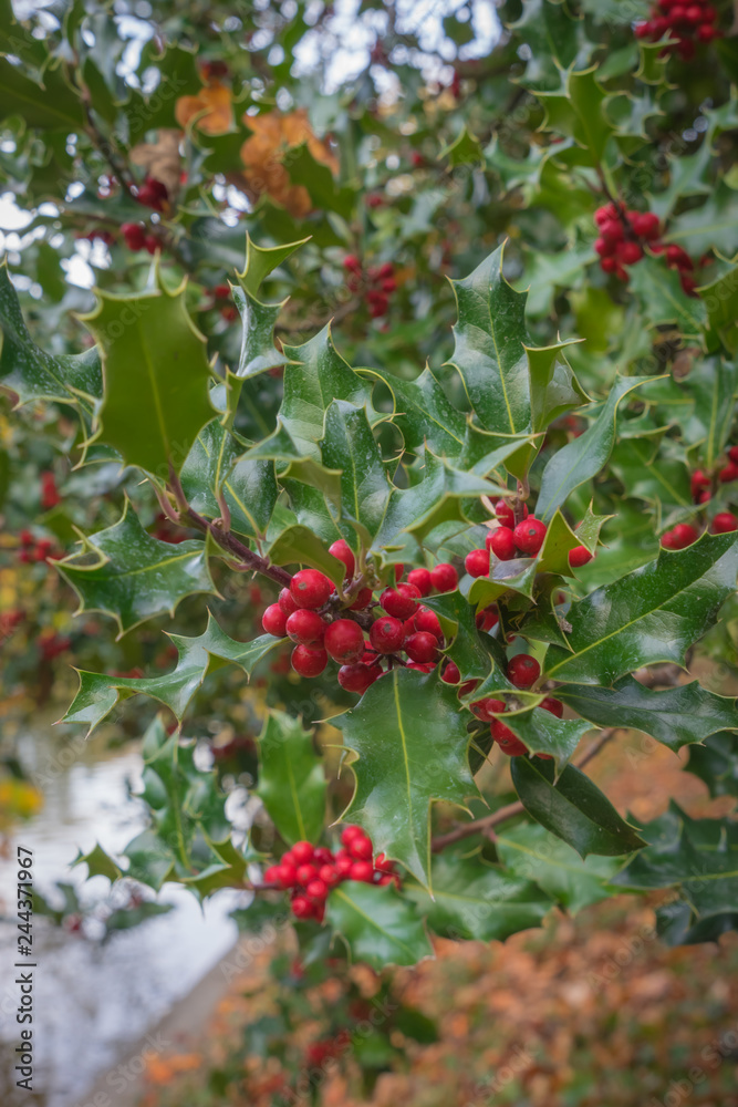 Fototapeta premium Paris, France - 11 03 2018: Neighborhood of Villette. The park Buttes-Chaumont. christmas holly