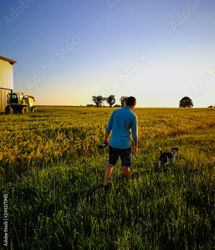 Man walking his dog through a wheat field at sunset. Taken on a farm in summer. © Michaella