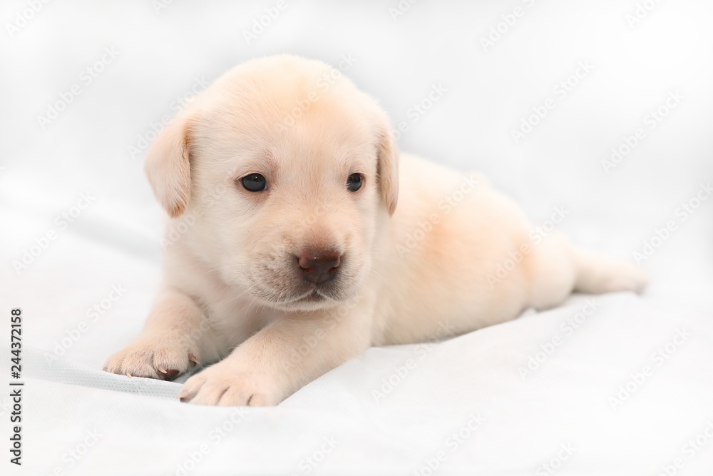Puppy Labrador fawn close-up lying on his stomach Puppy Labrador fawn close-up lying on his stomach