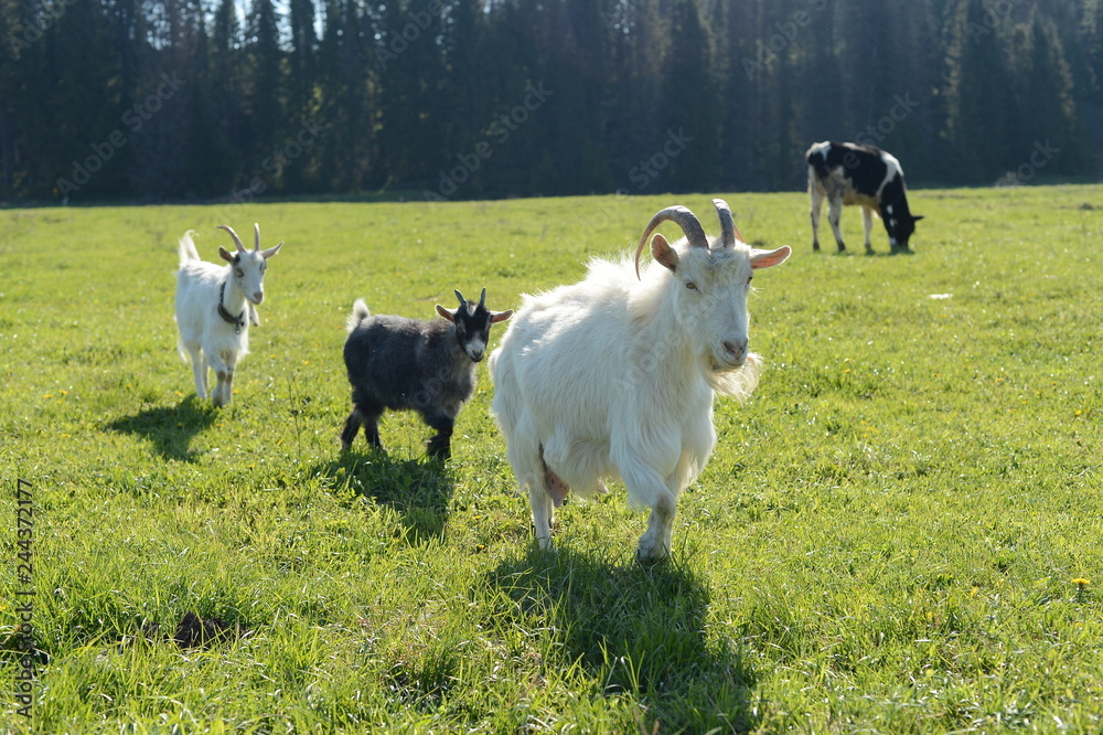 Fototapeta premium goats in the village