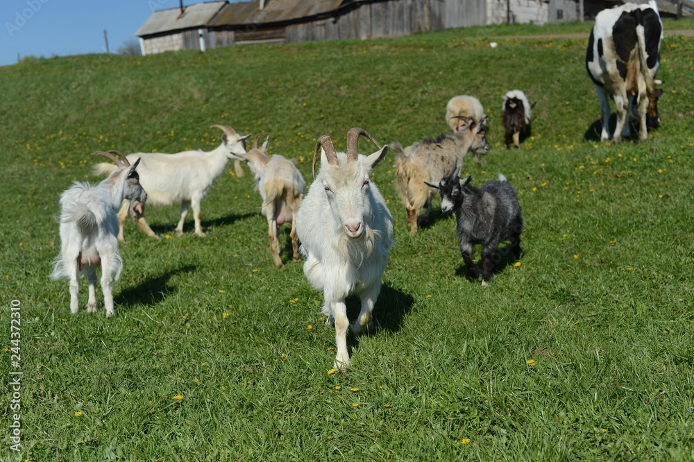 Obraz premium goats in the village