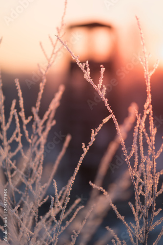 Winter landscape with dry frozen grass on the background of snow covered plain  blue sky and orange sun at sunset. Beautiful natural scenery. Selective focus