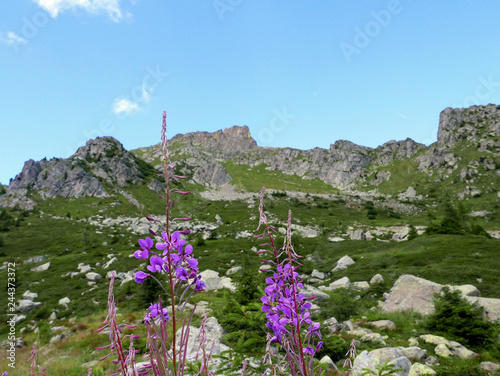 meravigliosa vista delle dolomiti d'estate, tra rocce maestose e verde photo