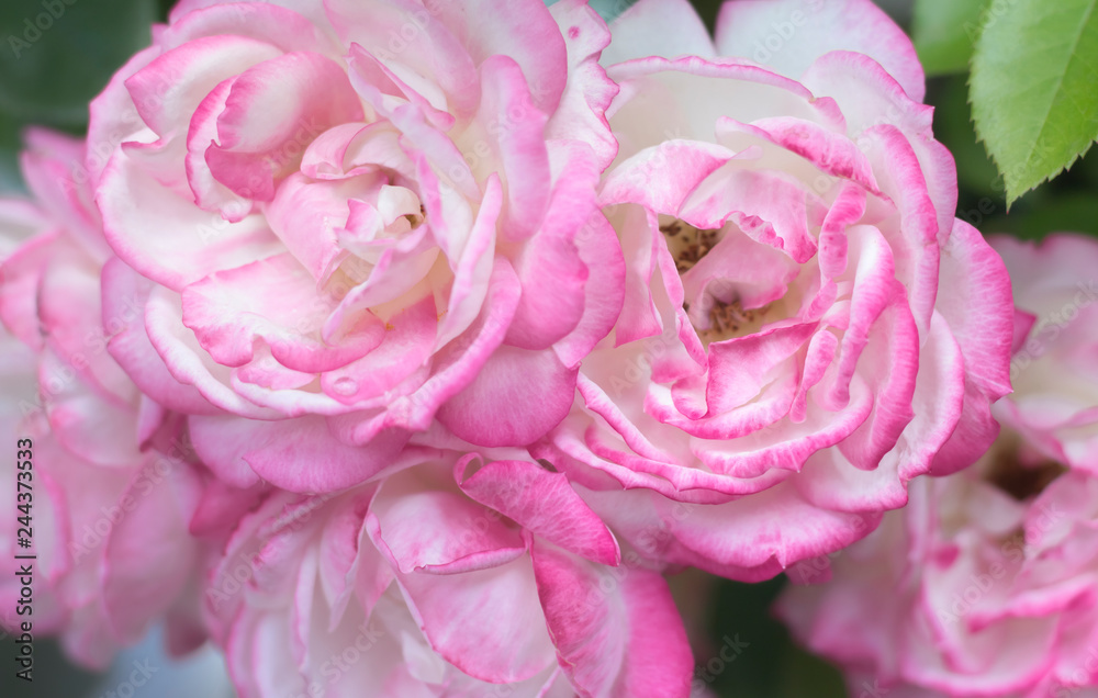 Natural pink roses background Natural pink roses background