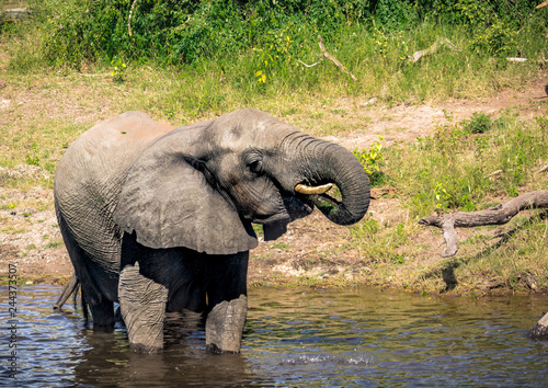 Elephants bathing and playing in the water of the chobe river in Botswana