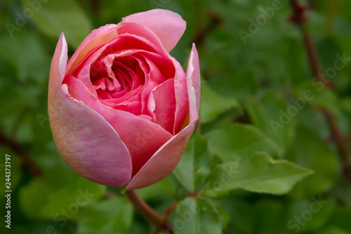 Beautiful pink rose like a ball