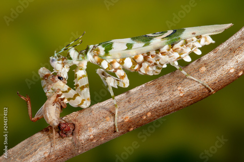 Praying mantis eats captured insect, Blütenmantis Pseudocreobotra wahlbergi frisst gefangenes Insekt, Mantis eats trapped insect, Mantis larva eats captured insect, Flower mantis eats captured cricket photo