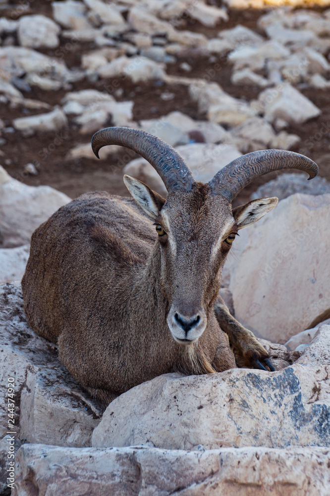 Morocco, Agadir, walk, observation, zoo, animal, goat, nature