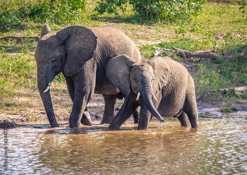 African elephant near the Chobe river in Botswana