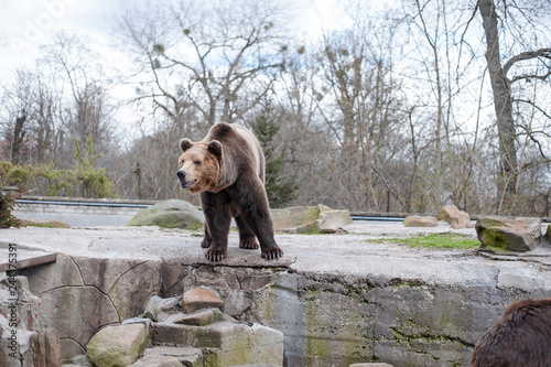 The brown bear is in his aviary of a large zoo