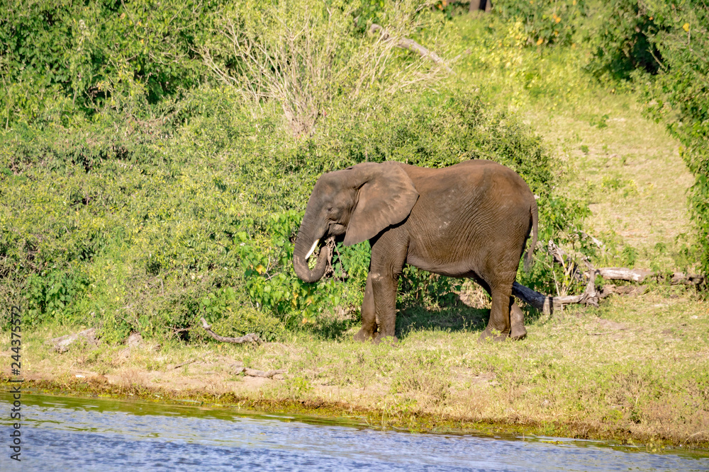 Fototapeta premium African elephant near the Chobe river in Botswana