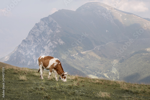 Cow on meadow © Gioia