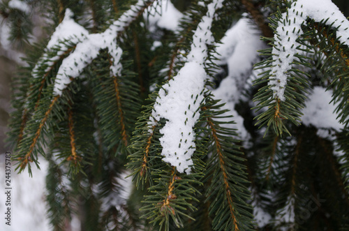 Closeup of Christmas-tree fir pine snow-covered background.