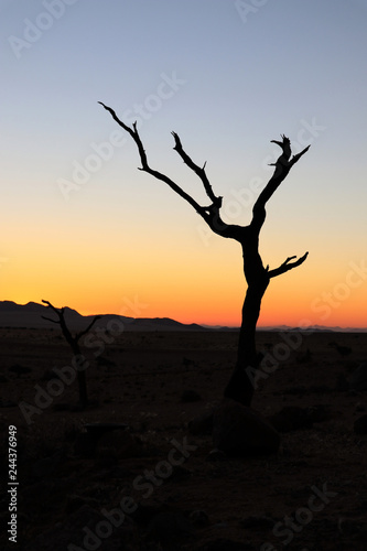 Steppe with trees in mountains at sunset - Namibia Africa