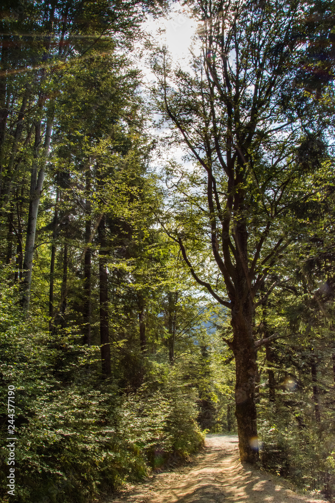 road through the forest to the Monastery St. John Iacob , Suceava , Romania,2017 road through the forest to the Monastery St. John Iacob , Suceava , Romania,2017