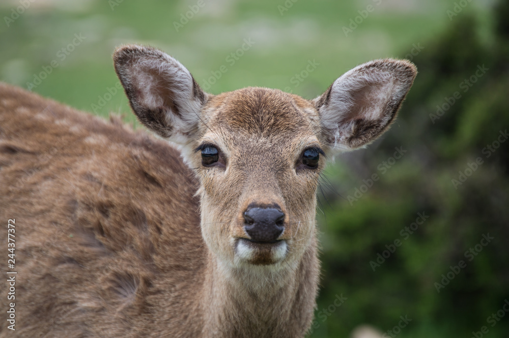 Attentive deer in the spring.