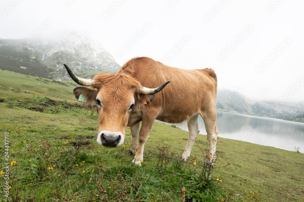 cow grazing looking at camera in a mountainous Asturian landscape with lake behind